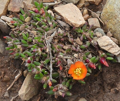 Portulaca perennis (Portulaca perennis)