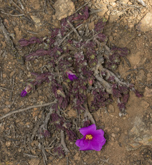 Portulaca philippii (Portulaca philippii)