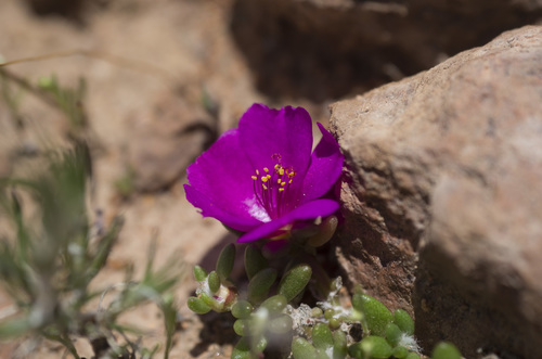 Portulaca philippii (Portulaca philippii)