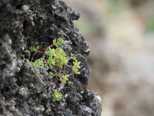 Portulaca psammotropha (Portulaca psammotropha)