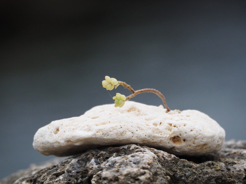 Portulaca psammotropha (Portulaca psammotropha)