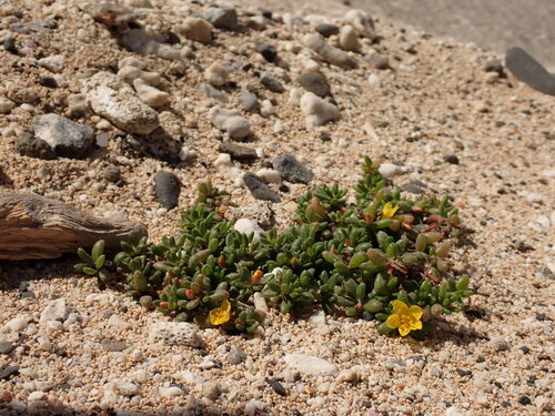 Portulaca psammotropha (Portulaca psammotropha)