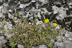 Portulaca psammotropha (Portulaca psammotropha)
