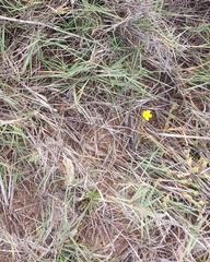 Portulaca psammotropha (Portulaca psammotropha)