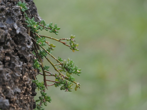 Portulaca psammotropha (Portulaca psammotropha)