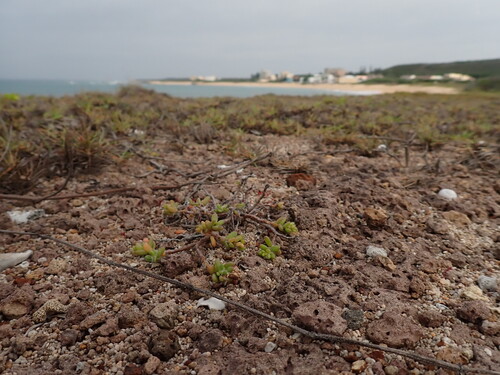 Portulaca psammotropha (Portulaca psammotropha)