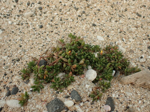 Portulaca psammotropha (Portulaca psammotropha)