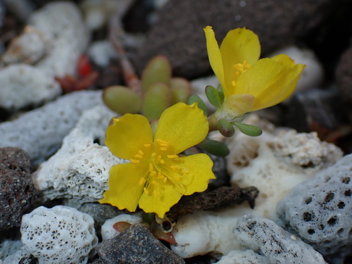 Portulaca psammotropha (Portulaca psammotropha)