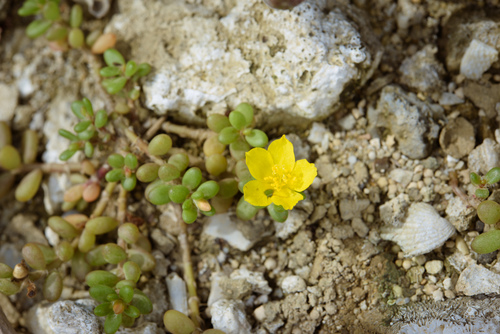 Portulaca psammotropha (Portulaca psammotropha)