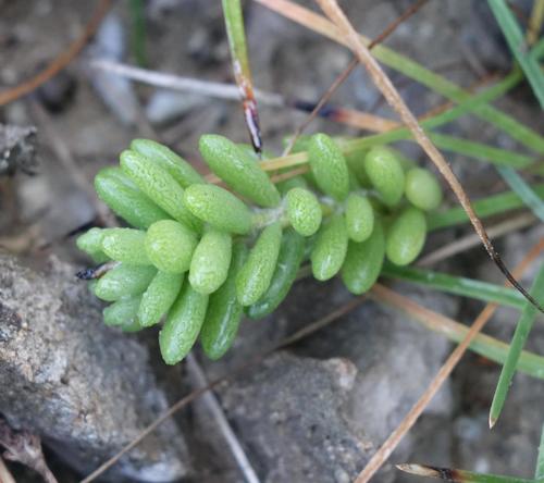 Portulaca psammotropha (Portulaca psammotropha)
