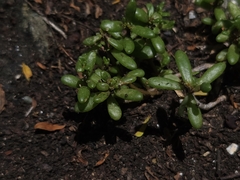 Portulaca psammotropha (Portulaca psammotropha)