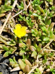 Portulaca samoensis (Portulaca samoensis)