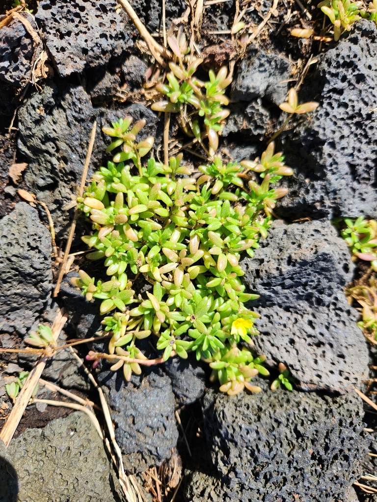Portulaca samoensis (Portulaca samoensis)