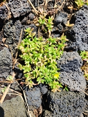 Portulaca samoensis (Portulaca samoensis)