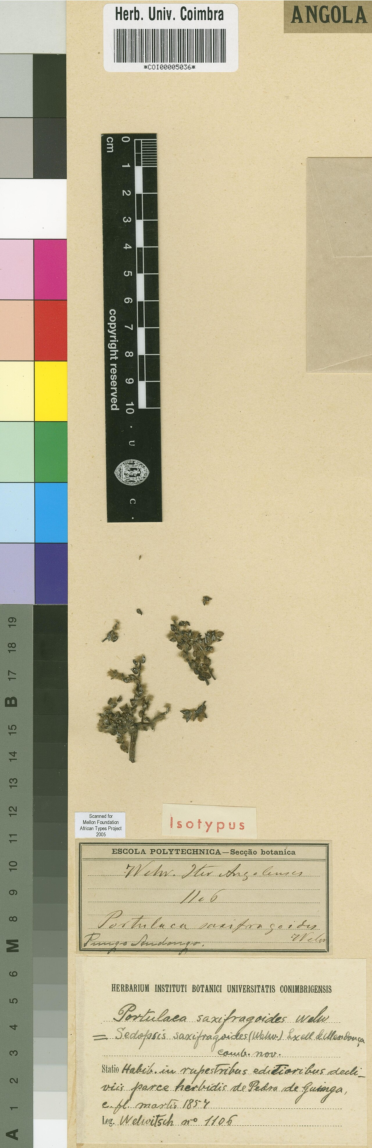 Portulaca saxifragoides: Photograph of Isotype of Portulaca saxifragoides at Herbarium of the University of Coimbra, Portugal (COI). Specimen COI00005036. http://coicatalogue.uc.pt/spec