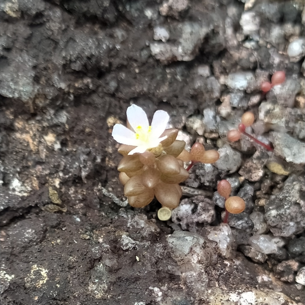 Portulaca sedifolia (Portulaca sedifolia)