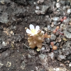 Portulaca sedifolia (Portulaca sedifolia)