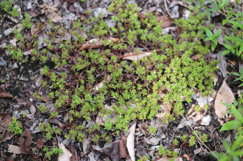 Portulaca sedifolia (Portulaca sedifolia)