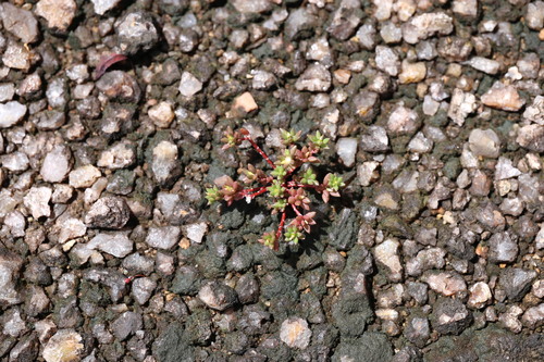 Portulaca sedifolia (Portulaca sedifolia)