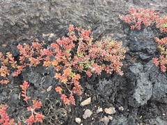 Portulaca sedifolia (Portulaca sedifolia)