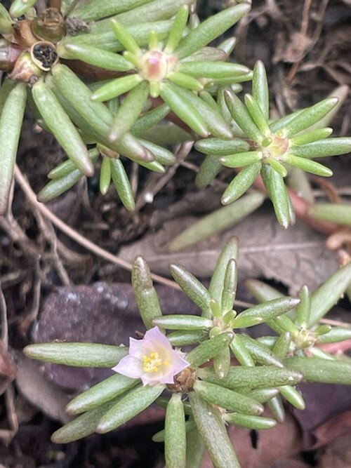 Small's purslane: Portulaca smallii or small's purslane shown flowering in North Carolina