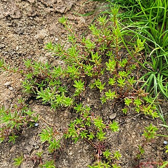 Small's purslane: Portulaca smallii found in Columbus Georgia