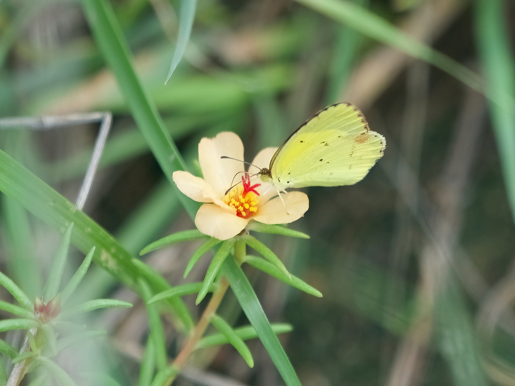 Shrubby purslane (Portulaca suffrutescens)