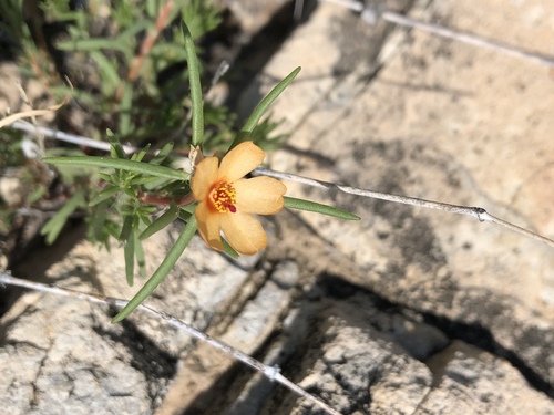 Shrubby purslane (Portulaca suffrutescens)