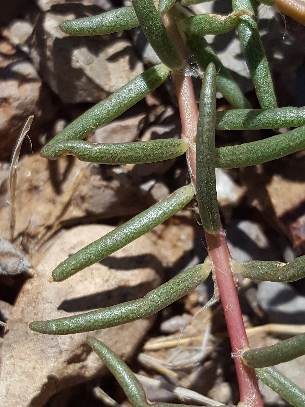 Shrubby purslane: Shrubby purslane ( Portulaca suffrutescens ) in the United States