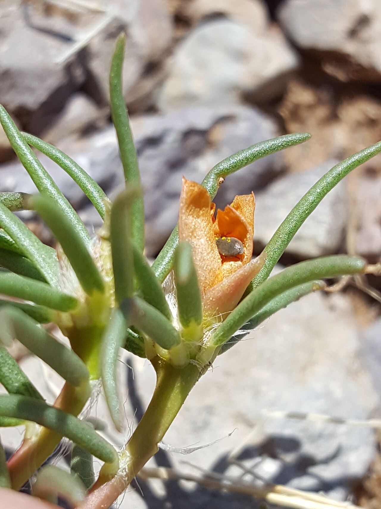 Shrubby purslane: Shrubby purslane ( Portulaca suffrutescens ) in the United States