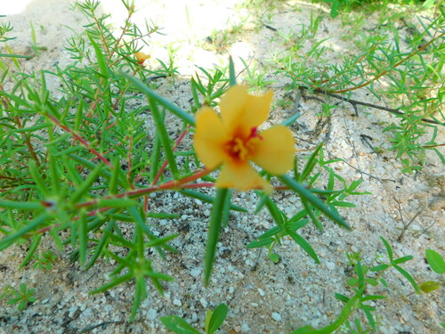 Shrubby purslane (Portulaca suffrutescens)