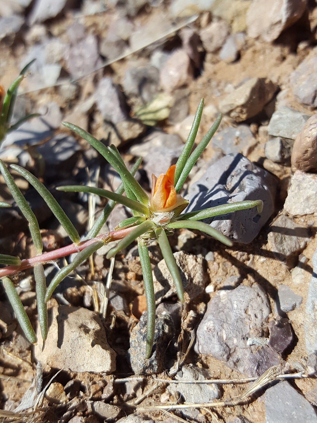 Shrubby purslane: Shrubby purslane ( Portulaca suffrutescens ) in the United States