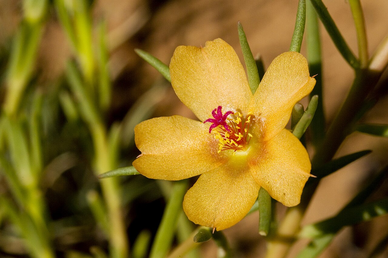 Shrubby purslane: Portulaca suffrutescens , south of Animas in Hidalgo County, ca. 31.811, -108.803, New Mexico, 19 Aug 2010.