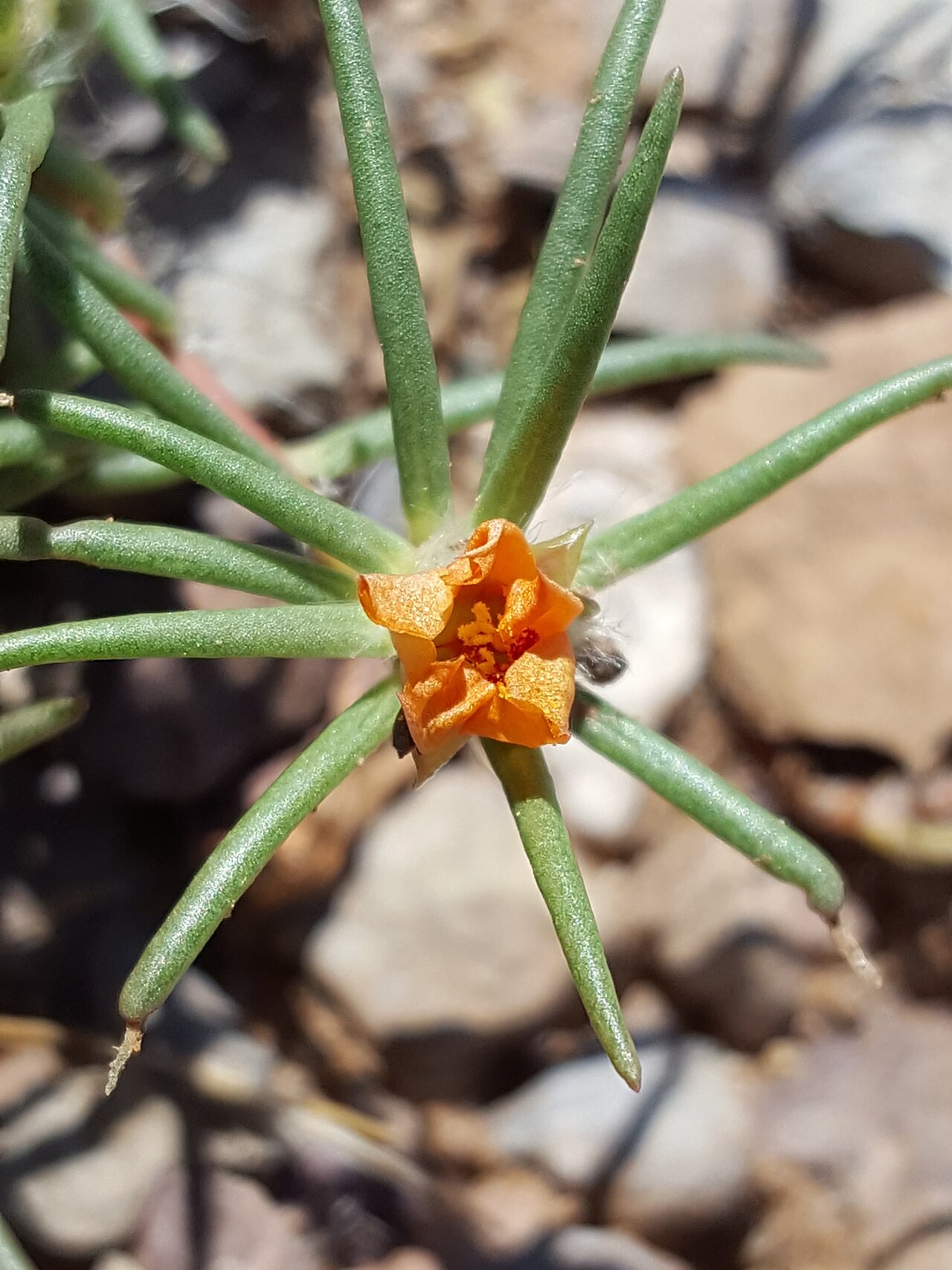 Shrubby purslane: Shrubby purslane ( Portulaca suffrutescens ) in the United States