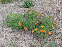 Shrubby purslane (Portulaca suffrutescens)