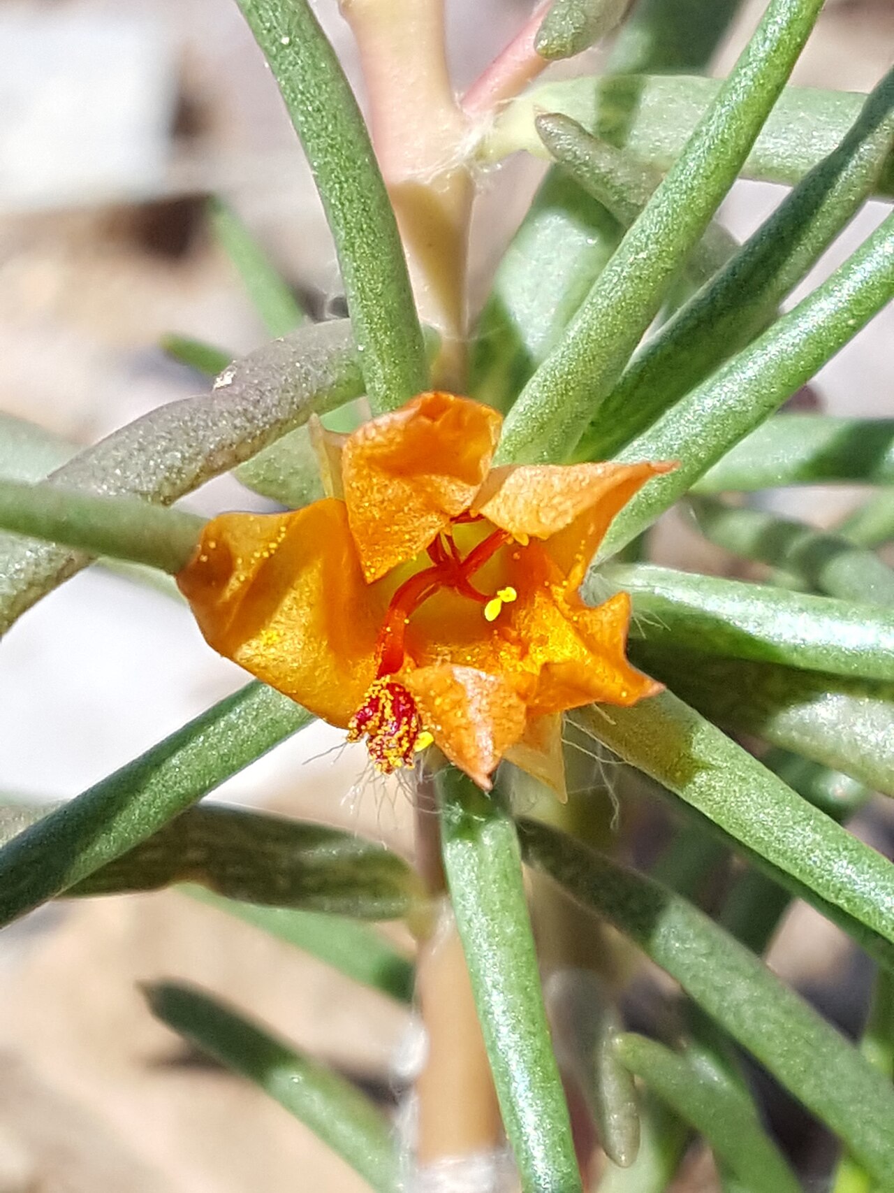 Shrubby purslane: Shrubby purslane ( Portulaca suffrutescens ) in the United States