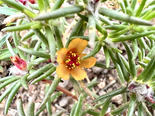 Shrubby purslane (Portulaca suffrutescens)