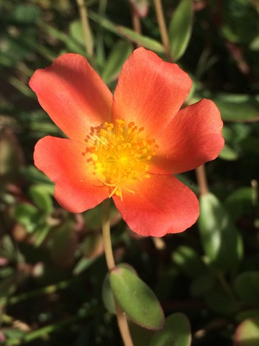 Wingpod purslane