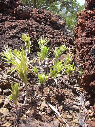 Hairy purslane: Portulaca villosa (habit). Location: Maui, Puu o Kali