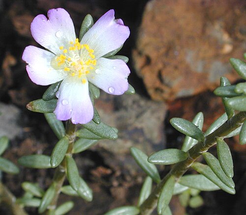 Hairy purslane: Portulaca villosa Cham. plant with flower, photographed in Hawai‘i.