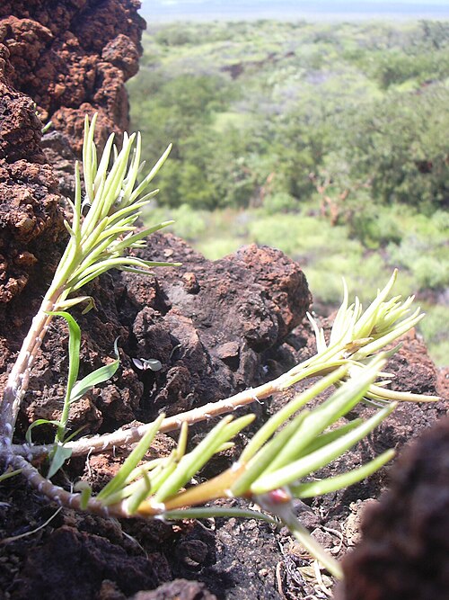 Hairy purslane: Portulaca villosa (habit). Location: Maui, Puu o Kali