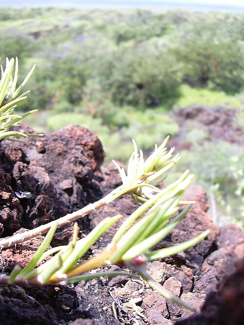 Hairy purslane: Portulaca villosa (habit). Location: Maui, Puu o Kali