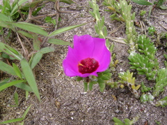 Portulaca werdermannii (Portulaca werdermannii)