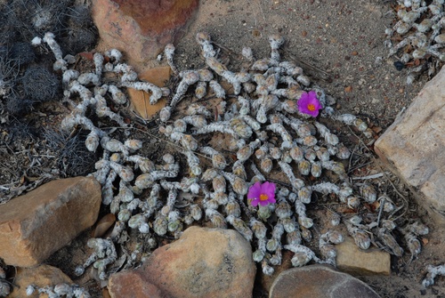 Portulaca werdermannii (Portulaca werdermannii)