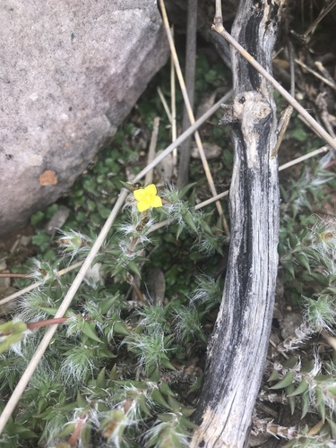 Portulaca wightiana (Portulaca wightiana)