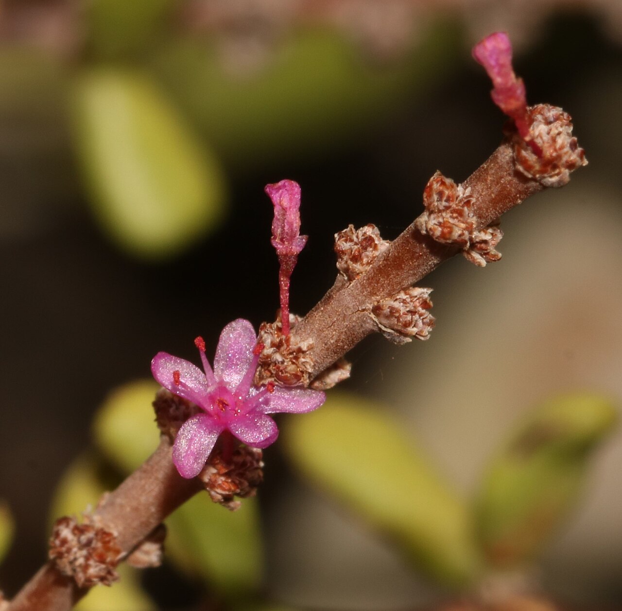Dwarf porkbush: Dwarf Porkbush