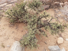 Dwarf porkbush (Portulacaria fruticulosa)