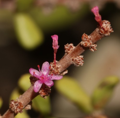 Dwarf porkbush (Portulacaria fruticulosa)