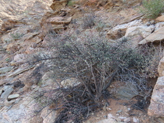 Dwarf porkbush (Portulacaria fruticulosa)