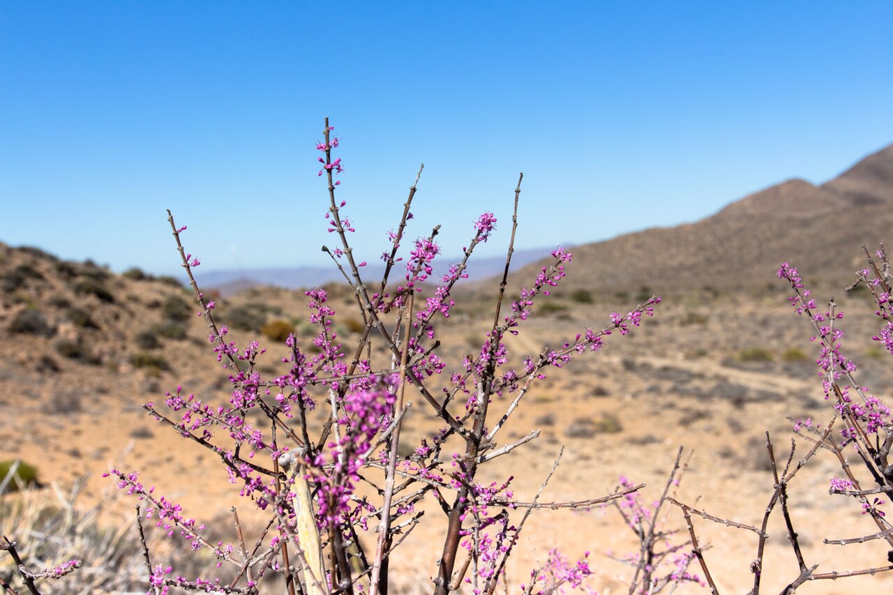 Dwarf porkbush: Ceraria fruticulosa-0765